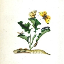 Chinese naturalist drawing circa 1850 (http://www.riley-smith.com/crispian/drawings/info.php?dwg=1060)