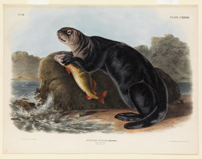 Sea otter naturalist drawing enhydra marina